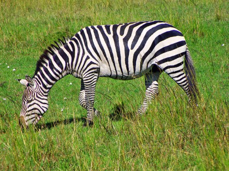 zebra
